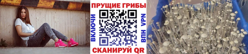Псилоцибиновые грибы Psilocybe  Лодейное Поле 